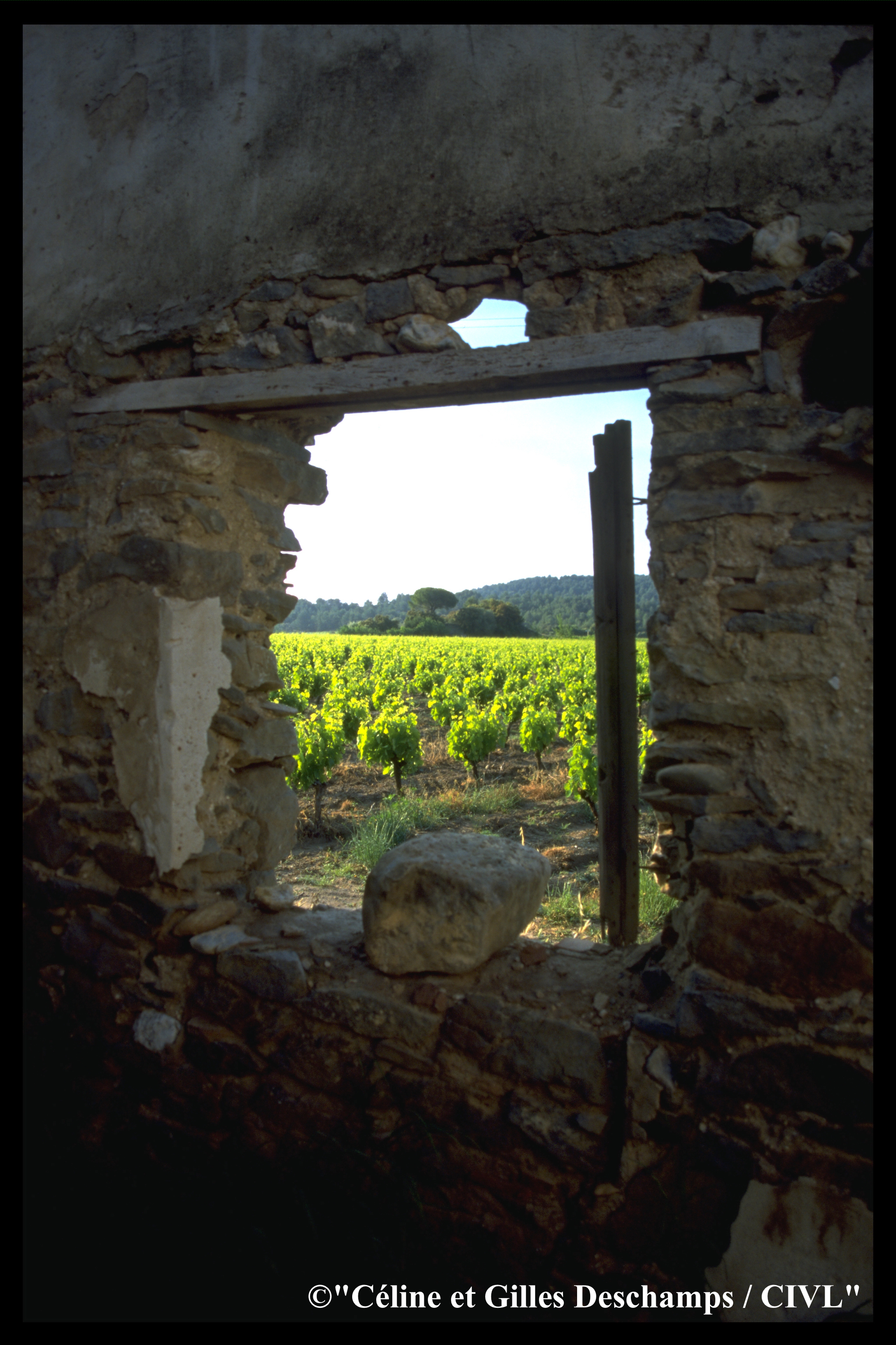 IGP Vin de Pays de l'Hérault